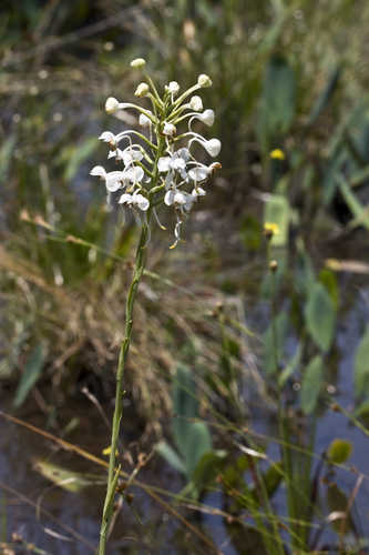 Platanthera blephariglottis #5